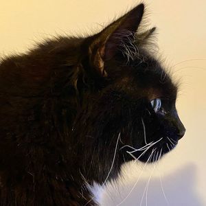 Meet your Posher, André